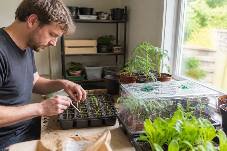 Zaaien en kweken moestuin
